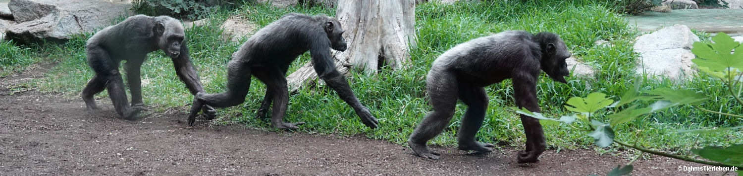 Pan troglodytes