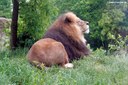 Panthera leo