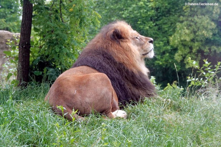 Panthera leo