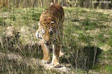 Amurtiger (Panthera tigris altaica) im Tierpark Hellabrunn, München