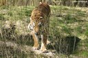 Panthera tigris tigris