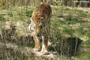 Panthera tigris altaica
