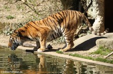 Amurtiger (Panthera tigris altaica) im Tierpark Hellabrunn, München