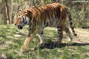 Panthera tigris tigris
