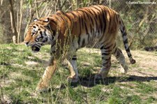 Amurtiger (Panthera tigris altaica) im Tierpark Hellabrunn, München