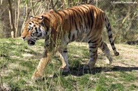 Sibirischer Tiger im Tierpark Hellabrunn