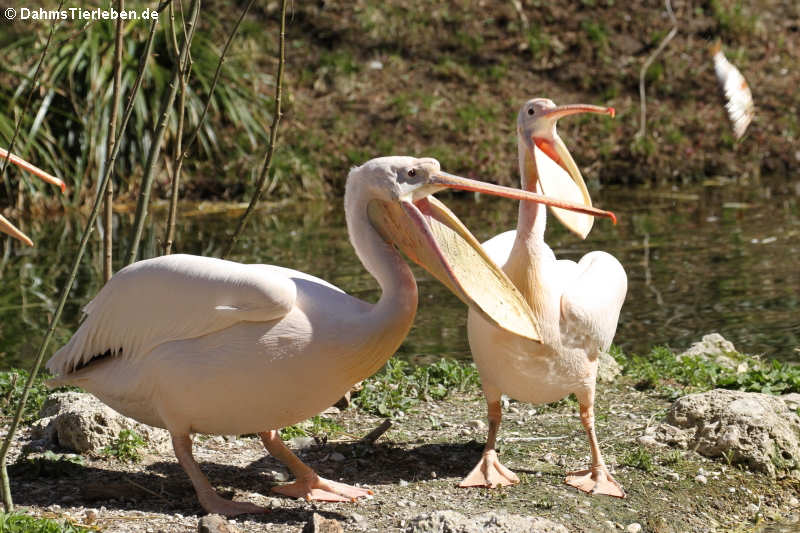 Pelecanus onocrotalus