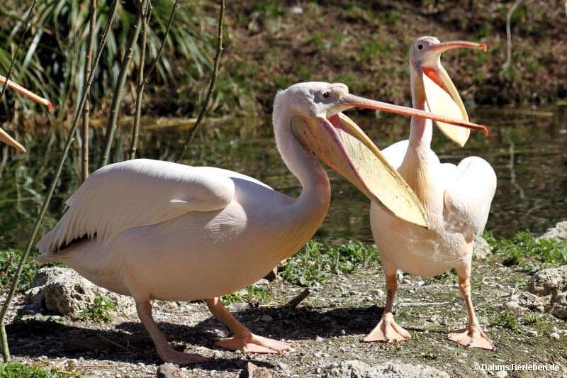 Rosapelikane Pelecanus onocrotalus-3