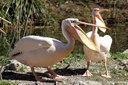 Pelecanus onocrotalus