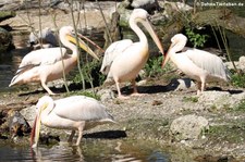 Rosapelikane (Pelecanus onocrotalus) im Tierpark Hellabrunn, München