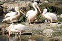 Pelecanus onocrotalus