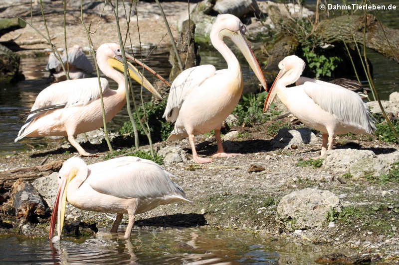 Pelecanus onocrotalus