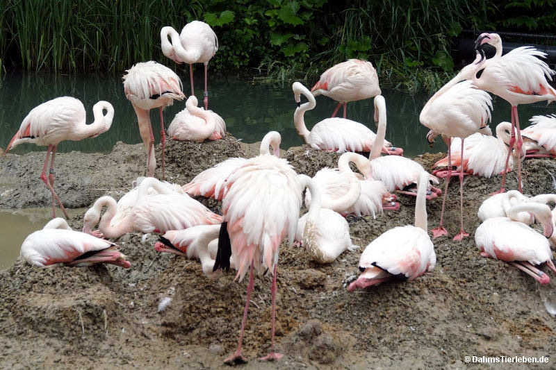 Rosaflamingos
(Phoenicopterus roseus) Phoenicopterus roseus