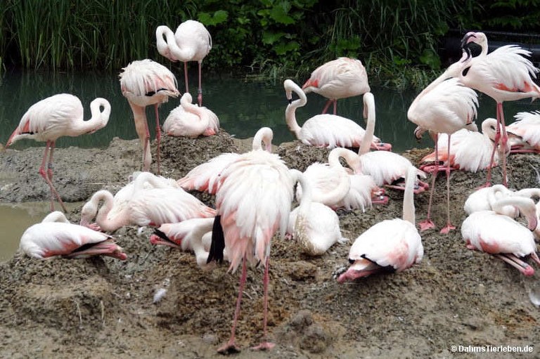 Phoenicopterus roseus