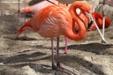 Phoenicopterus ruber ruber