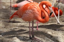 Rote Flamingos (Phoenicopterus ruber ruber) im Tierpark Hellabrunn München
