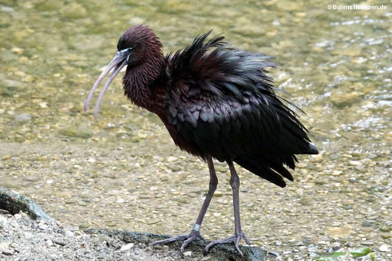 Plegadis falcinellus