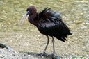 Plegadis falcinellus