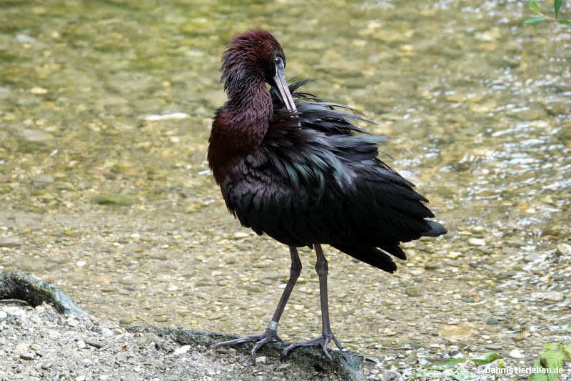 Plegadis falcinellus-1