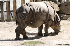 Panzernashorn (Rhinoceros unicornis) im Tiergarten Schönbrunn, Wien