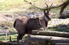 Pyrenäen-Gämse (Rupicapra pyrenaica) im Münchner Tierpark Hellabrunn