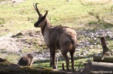 Pyrenäen-Gämse (Rupicapra pyrenaica) im Münchner Tierpark Hellabrunn