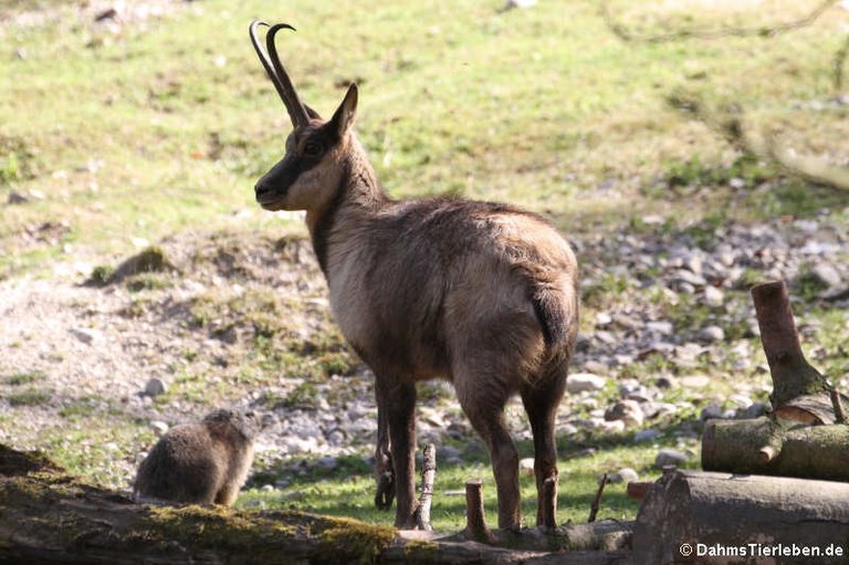 Rupicapra pyrenaica ornata