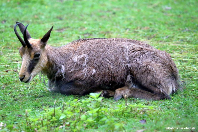 Rupicapra rupicapra rupicapra