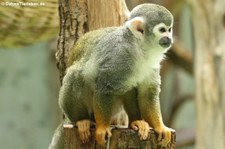 Gewöhnlicher Totenkopfaffe (Saimiri sciureus) im Tierpark Hellabrunn, München