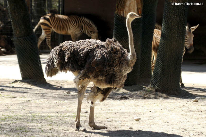 Südafrikanischer Blauhalsstrauß
(Struthio camelus australis) Struthio camelus australis
