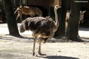 Struthio camelus australis