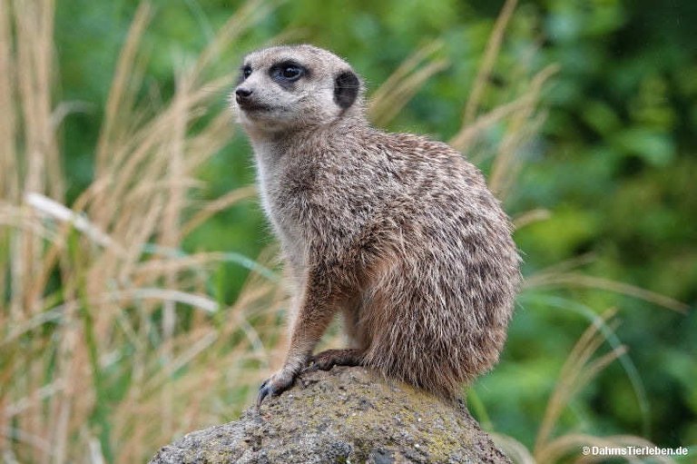 Suricata suricatta