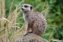 Suricata suricatta