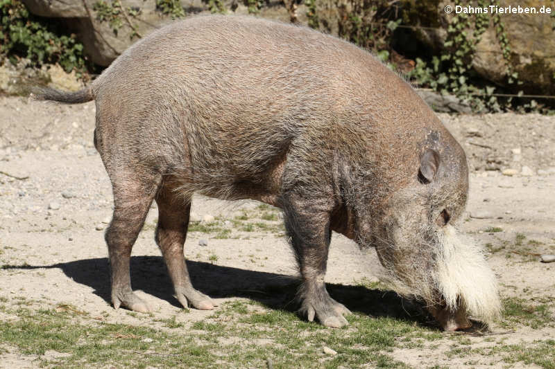 Borneo-Bartschwein Sus barbatus barbatus-2