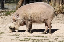 Tierpark Hellabrunn