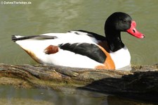 Tierpark Hellabrunn, München