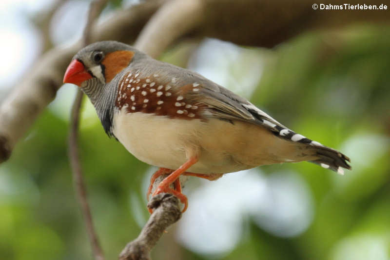 Zebrafink (Taeniopygia guttata)