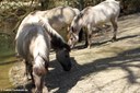Heckpferde im Münchner Tierpark Hellabrunn