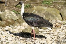 Stachelibis (Threskiornis spinicollis) im Tierpark Hellabrunn, München