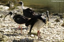 Stachelibis (Threskiornis spinicollis) im Tierpark Hellabrunn, München