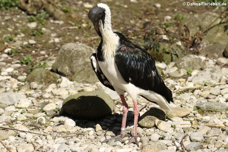 Threskiornis spinicollis