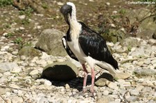 Stachelibis (Threskiornis spinicollis) im Tierpark Hellabrunn, München