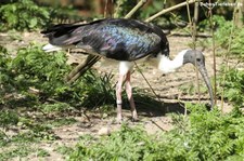 Stachelibis (Threskiornis spinicollis) im Tierpark Hellabrunn, München