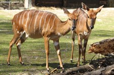 Weibliche Nyalas (Tragelaphus angasii) im Tierpark Hellabrunn, München