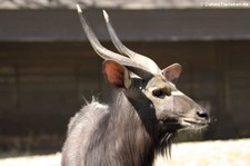 Männlicher Nyala (Tragelaphus angasii) im Tierpark Hellabrunn, München