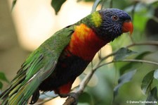 Regenbogenlori (Trichoglossus moluccanus) im Tierpark Hellabrunn, München