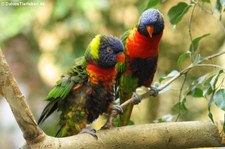 Regenbogenlori (Trichoglossus moluccanus) im Tierpark Hellabrunn, München