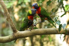 Regenbogenlori (Trichoglossus moluccanus) im Tierpark Hellabrunn, München