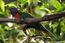 Regenbogenlori (Trichoglossus moluccanus) im Tierpark Hellabrunn, München