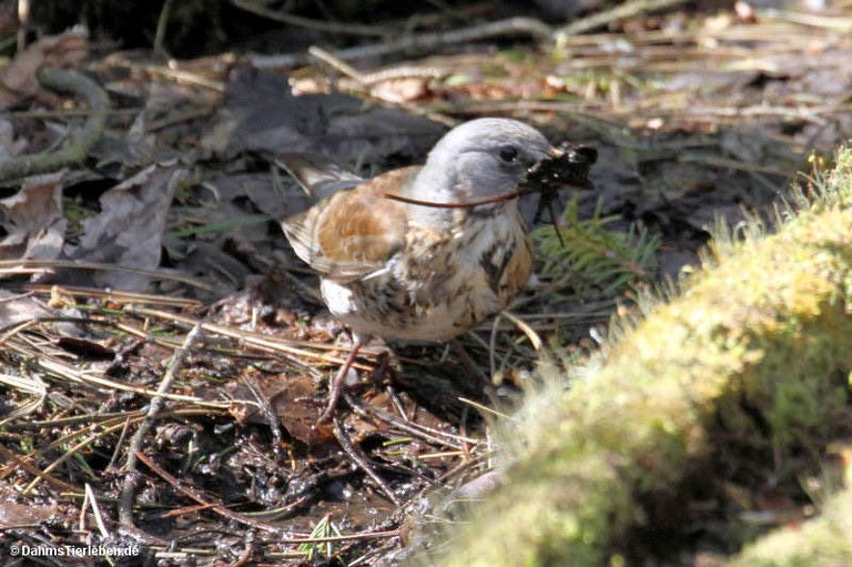 Turdus pilaris